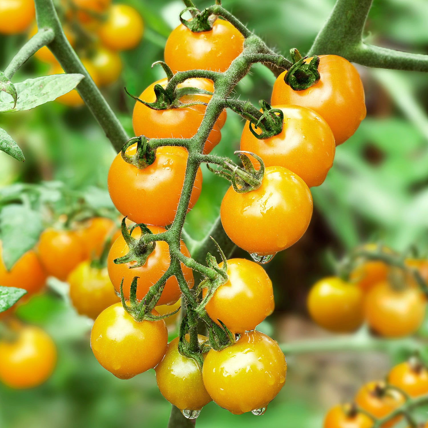 Yellow Cherry Tomato