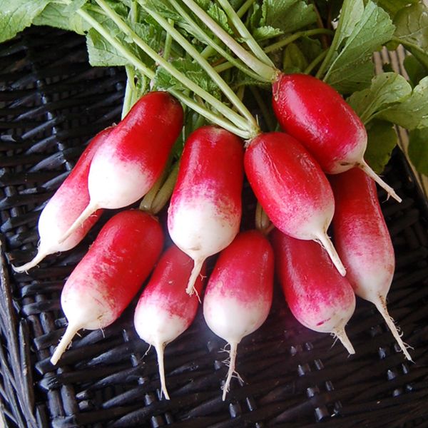 Organic Radish