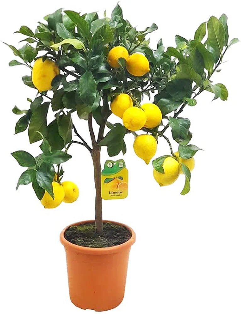 Lemon (Nimbu)