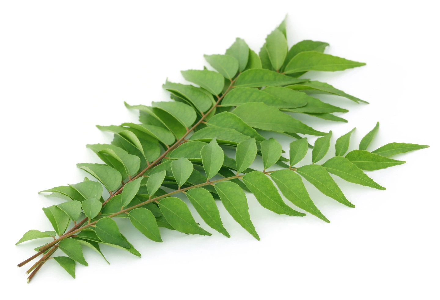 Curry Leaves (Kadi Patta)
