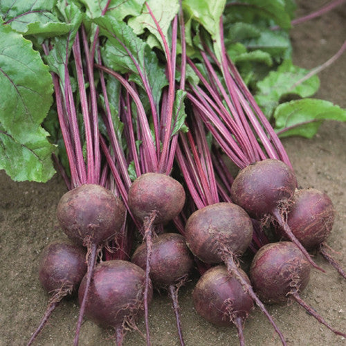 Beetroot (Chukandar)