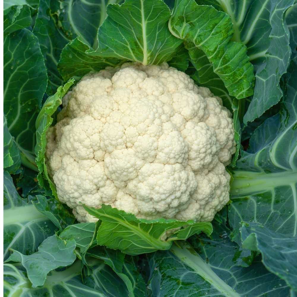 Cauliflower (Phool Gobhi)