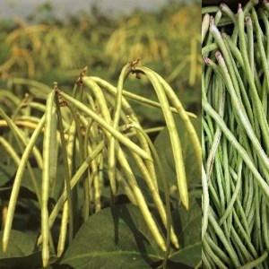 Cowpea Beans (Lobia Phali)