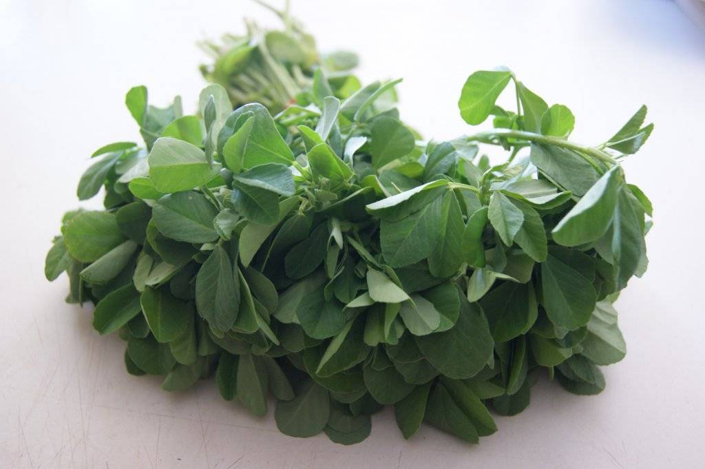 Fenugreek (Methi)