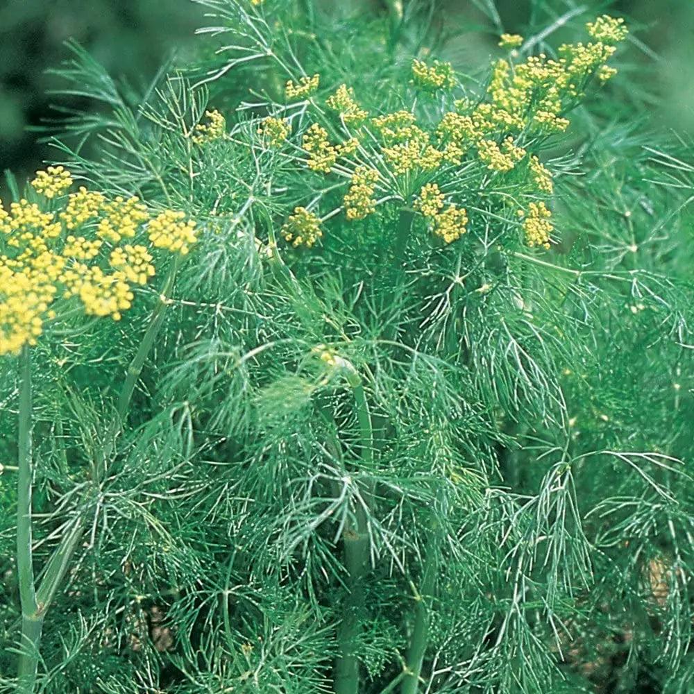 Dill Leaves (Soya)