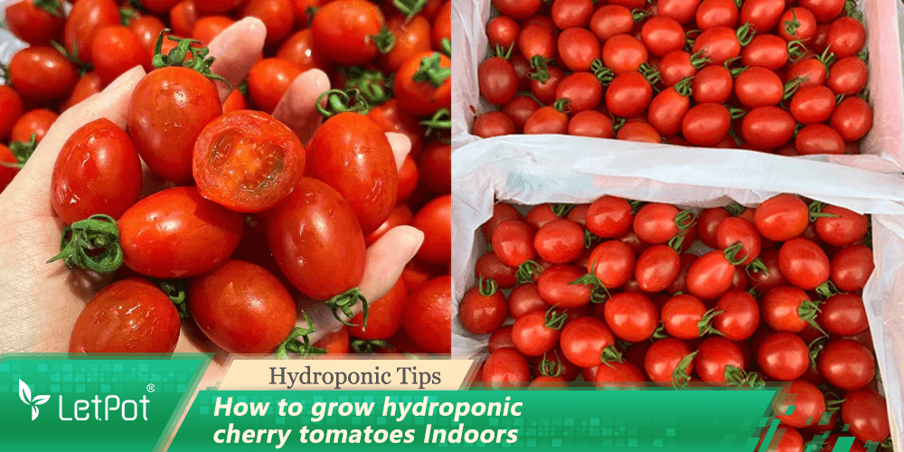 Red Cherry Tomatoes - Hydroponically Grown