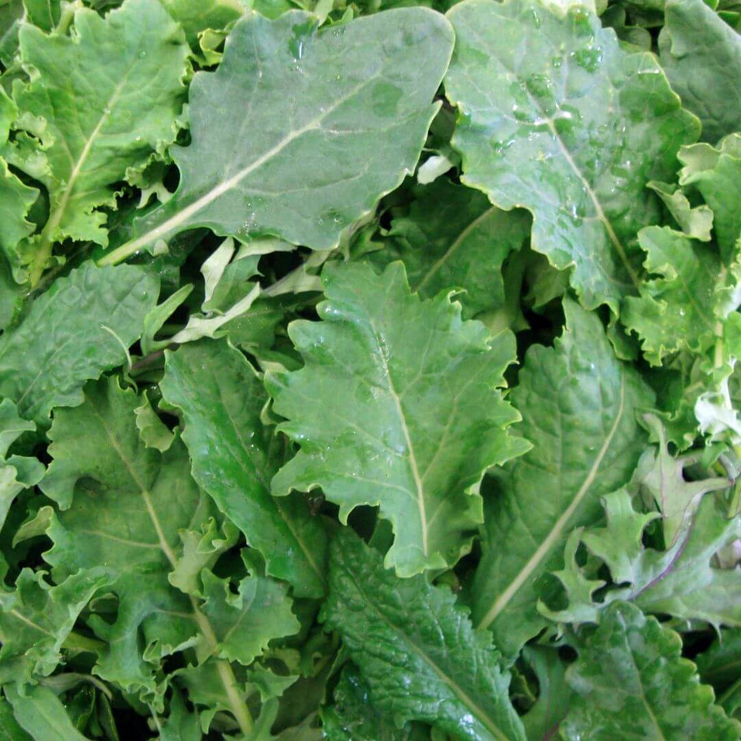 Kale Leaves