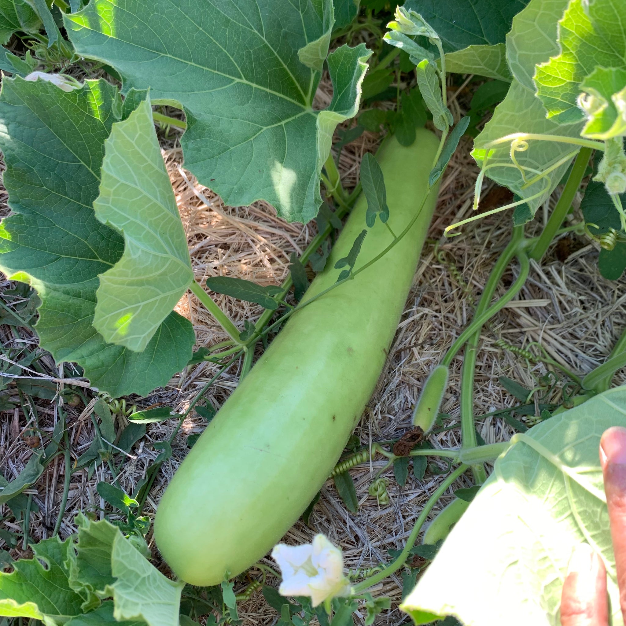 Bottle Gourd (Lauki)