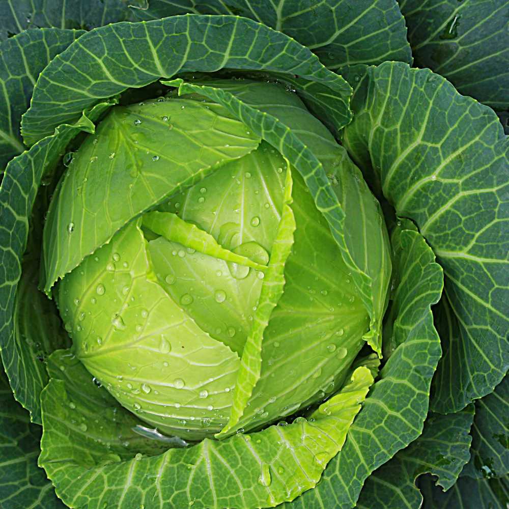 Cabbage - Organically grown (Patta Gobhi)