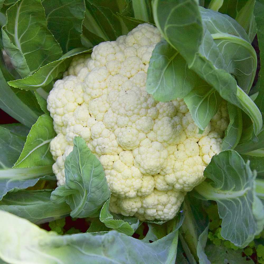 Cauliflower - Organically grown (Ful Gobhi)