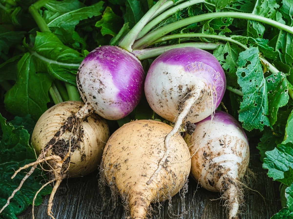 Turnip (Shalgam)