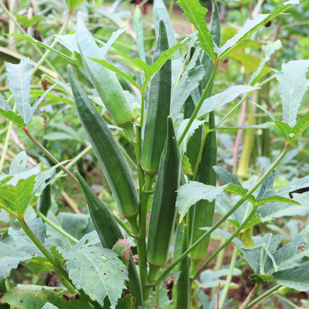 Lady Finger (Bhindi) (Bhindi)