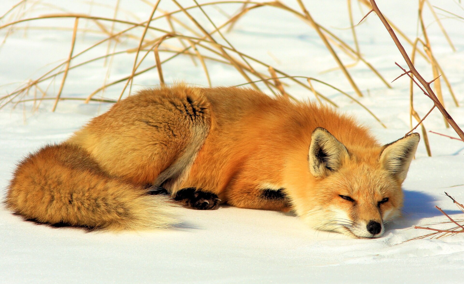 Soft Animal