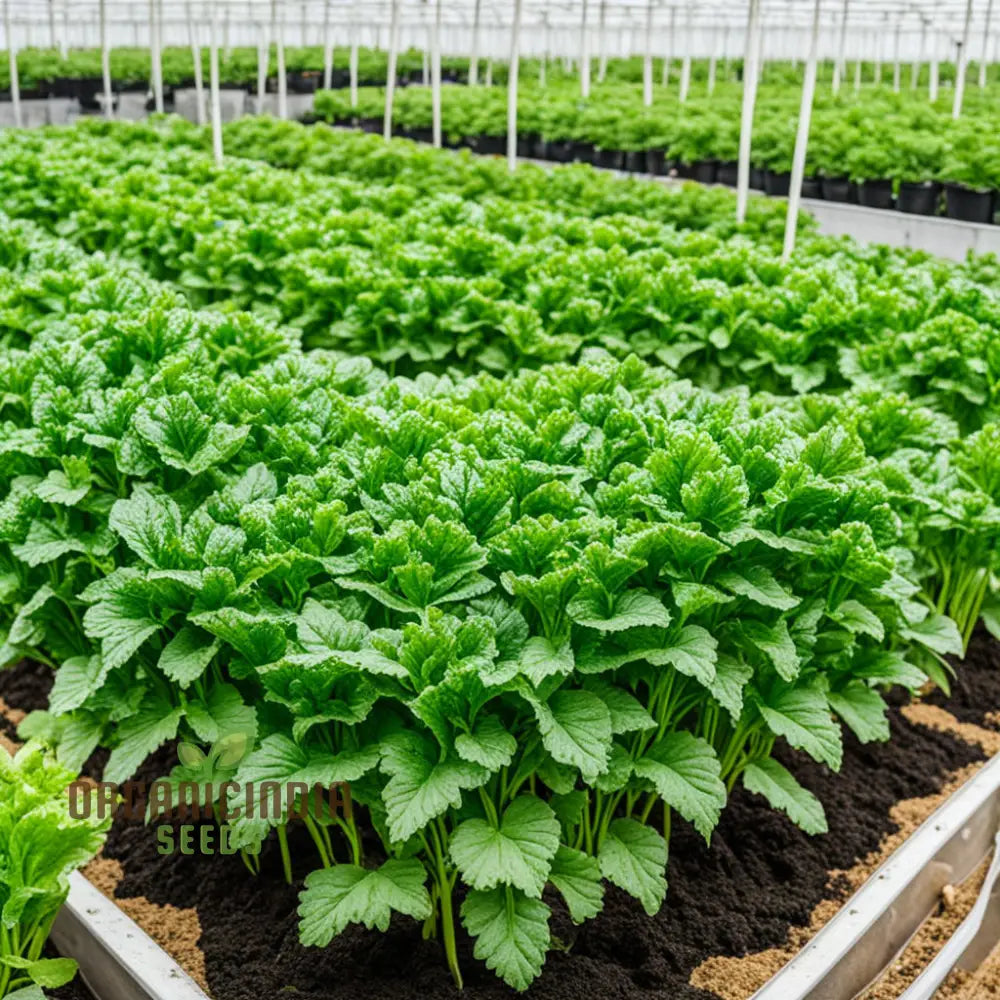 Hearty Autumn Leafy Veggie Mix - Hydroponically Grown