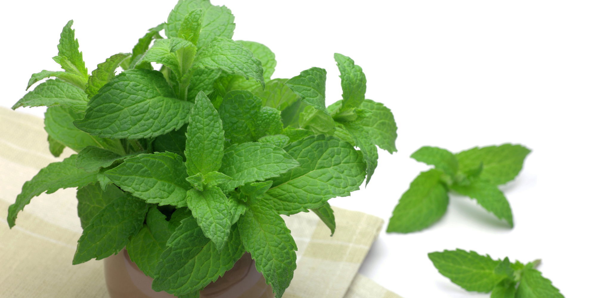 Basil Leaves + Lemon + Fresh Mint Leaves - without roots Combo