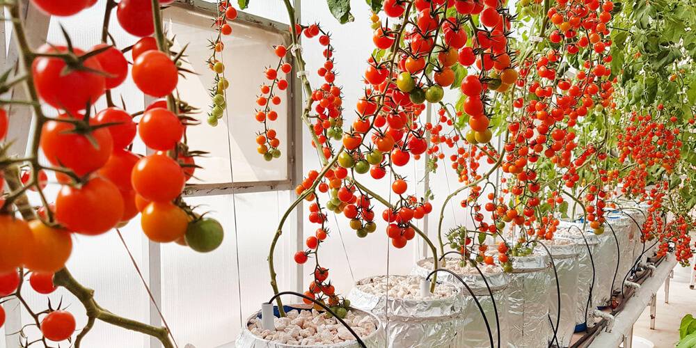 Cherry Tomatoes - Hydroponically Grown