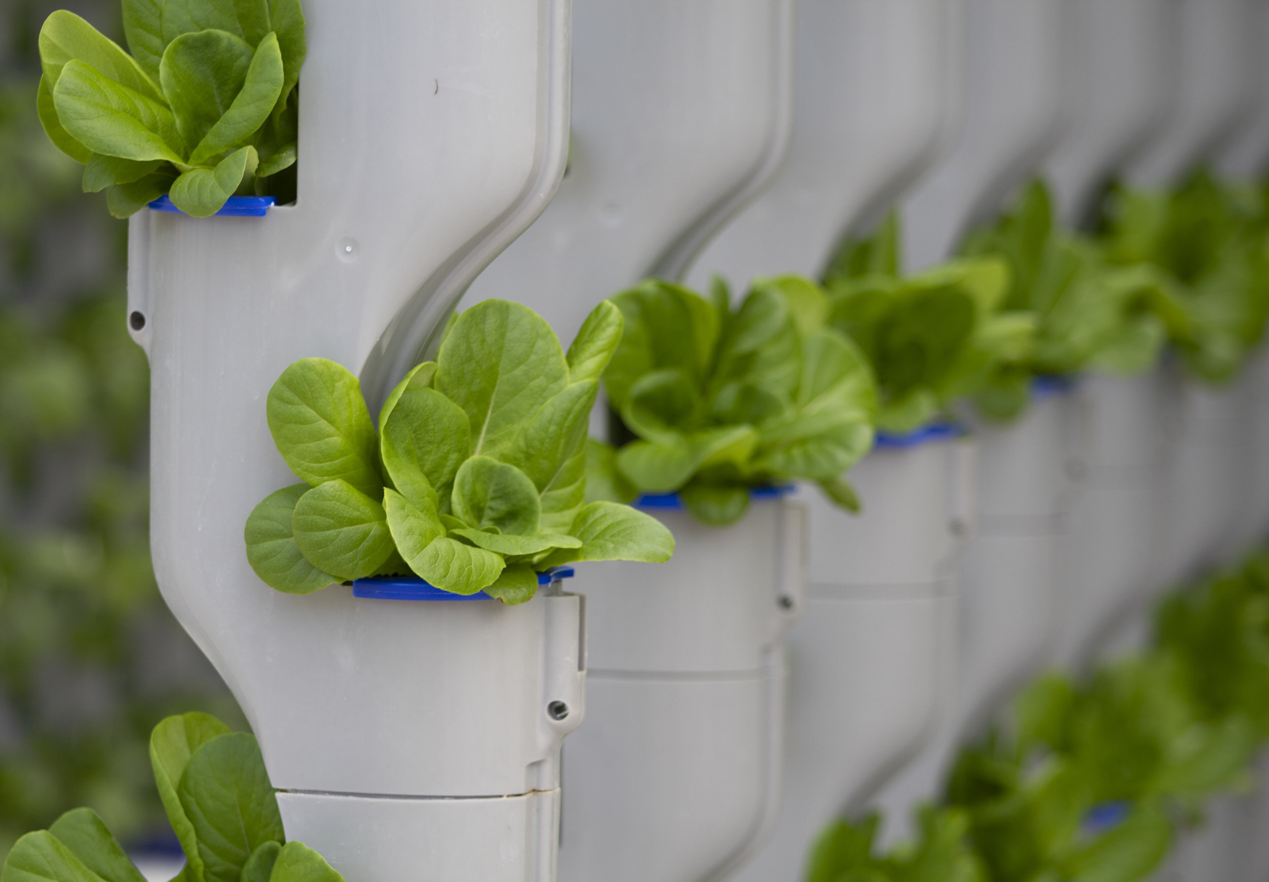 Green Leafy Lettuce - Hydroponically Grown