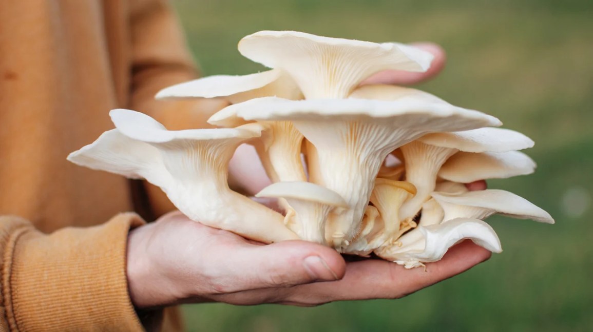 Oyster Mushroom
