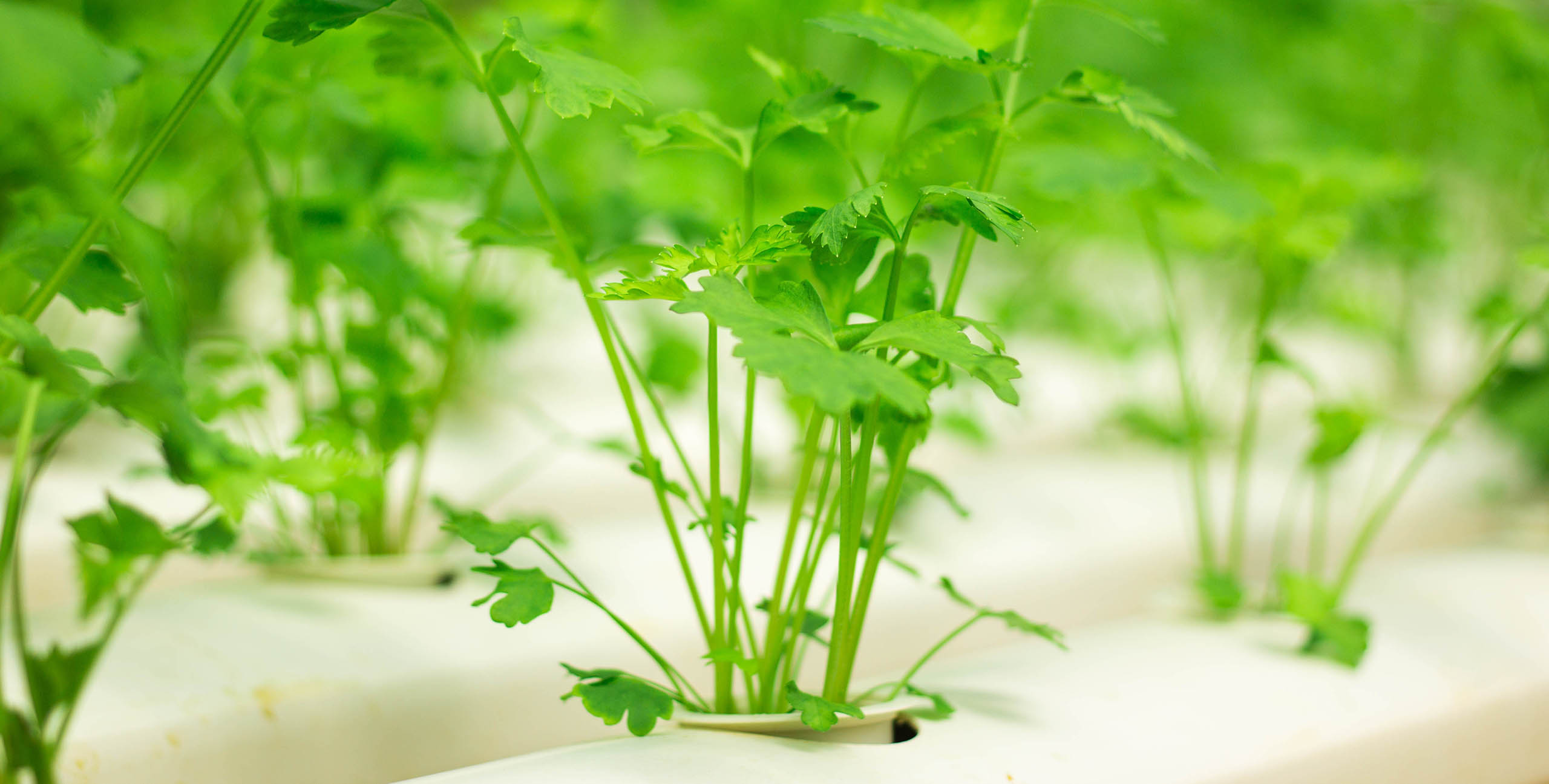 Parsley - Hydroponically Grown