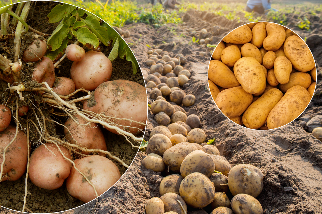 Potato - Organically Grown