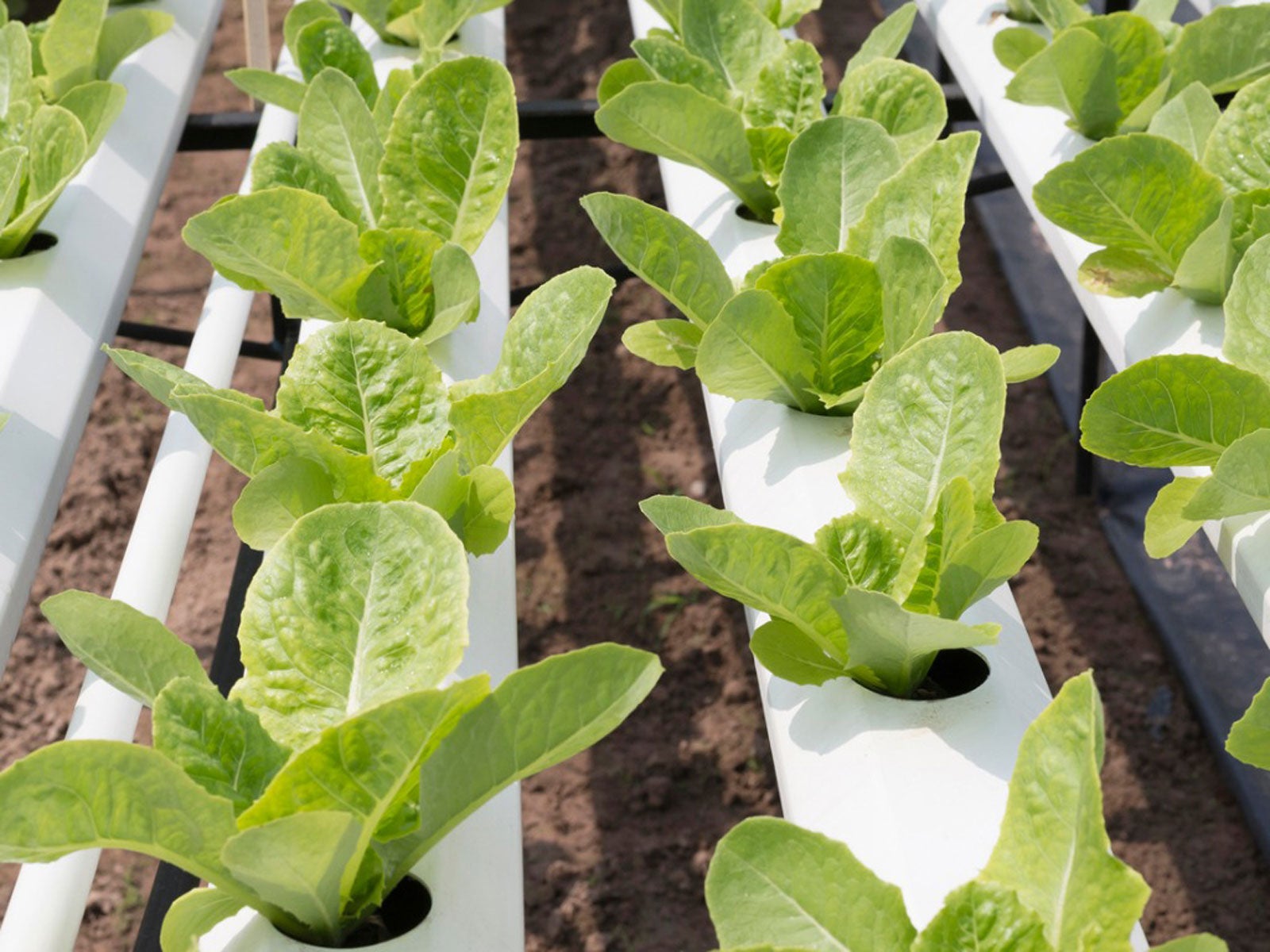 Baby Spinach Hydroponically Grown